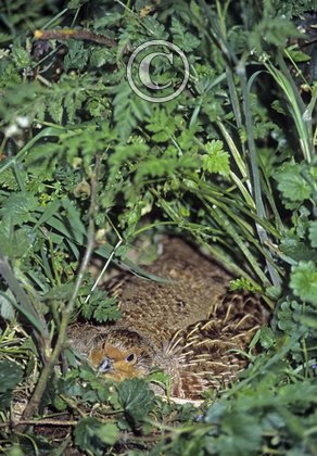 Grey Partridge on a Nest DM0545